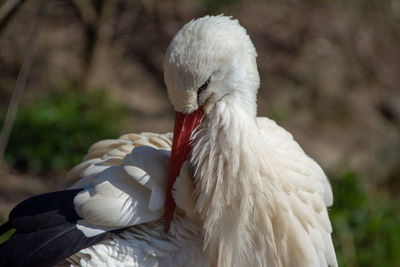 Close-up of white bird