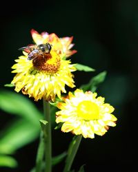 Close-up of bee pollinating flower