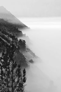 Trees on mountain during fog