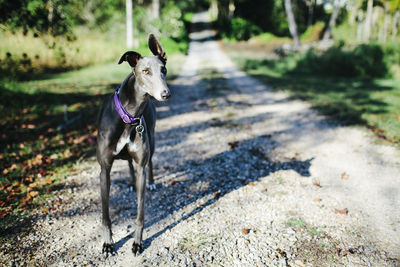A greyhound dog stands on a driveway on a sunny day