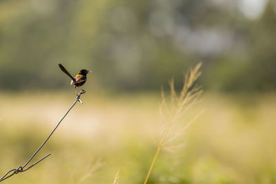 Close-up of a bird perching on plant