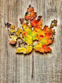 High angle view of maple leaves on wood