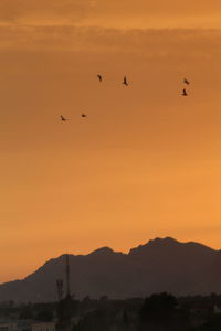 Silhouette birds flying in orange sky