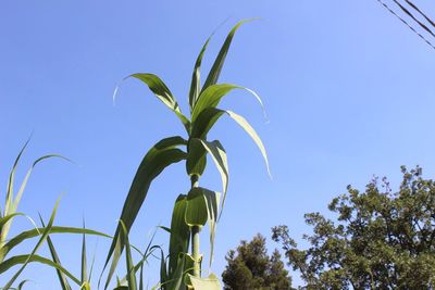 Low angle view of plant against clear blue sky