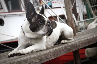 Close-up of a dog