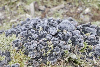 Close-up of fungus growing on rock