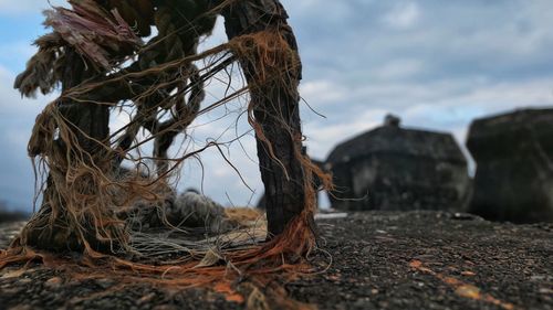 Close-up of damaged tree on field against sky