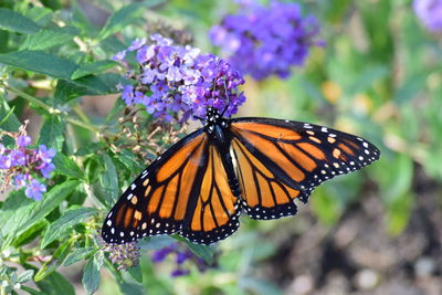 Close-up of butterfly pollinating on purple flower