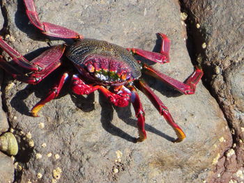 High angle view of crab on rock