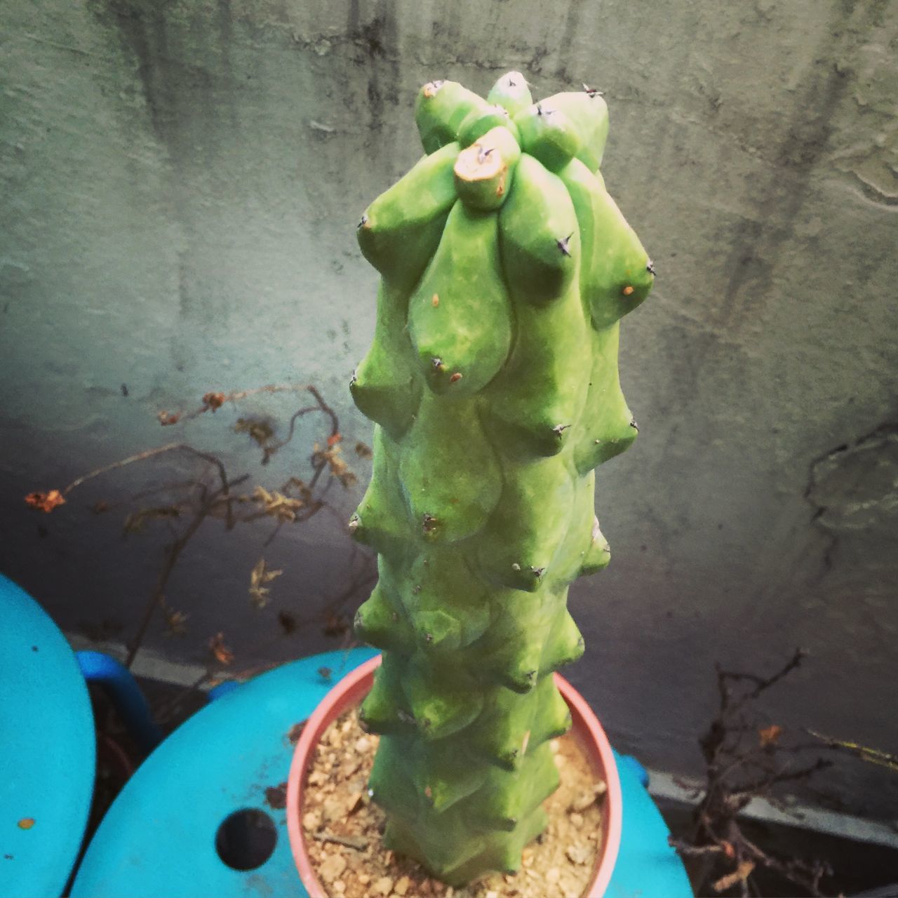 freshness, green color, food and drink, still life, leaf, food, close-up, high angle view, indoors, healthy eating, plant, variation, day, growth, no people, vegetable, cactus, potted plant, fruit, table