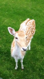 Horse on grassy field