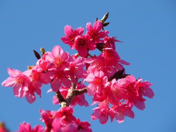 Low angle view of pink cherry blossoms against clear sky