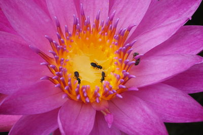 Close-up of bee on pink flower