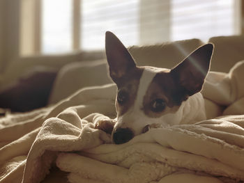 Sleepy jack russell terrier relaxing on a soft blanket on sofa