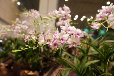 Close-up of pink flowering plants