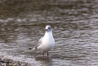 Close-up of seagull perching on water