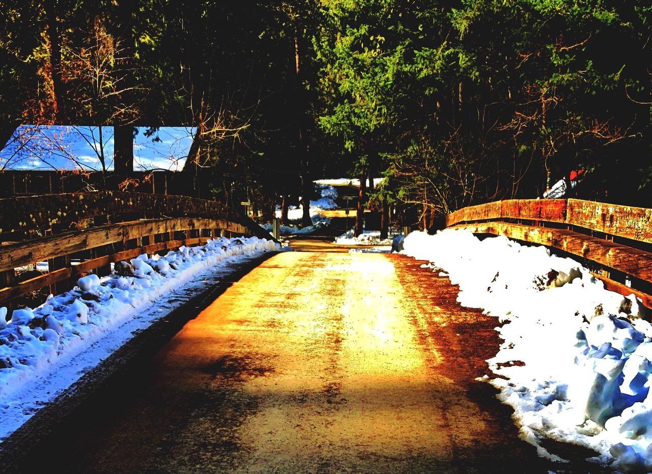 SCENIC VIEW OF SNOW COVERED TREES