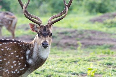 Close-up portrait of deer