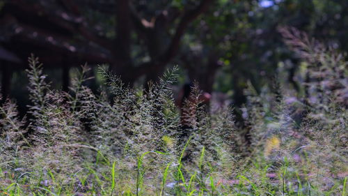 Close-up of flowering plant in forest