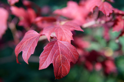 Close-up of red maple leaves