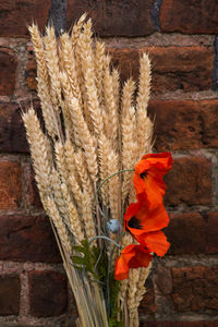 Close-up of red flowers