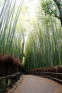 Road passing through forest