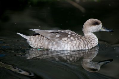 Close-up of duck swimming in lake