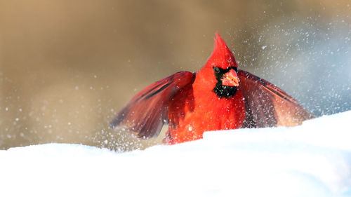 Northern cardinal