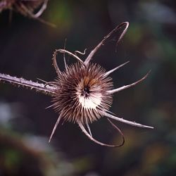 Close-up of wilted plant outdoors