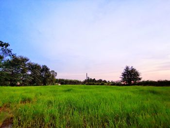 Scenic view of agricultural field against sky