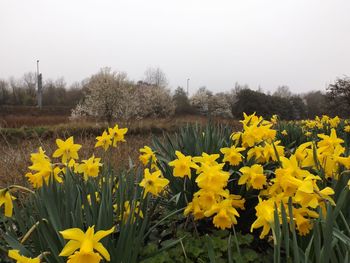 Yellow flowers growing in field