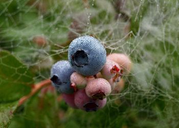 Blueberry field, close-up view of juicy blueberry berries, harvest time, autumn time