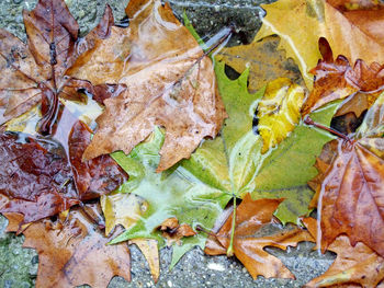 Full frame shot of maple leaves