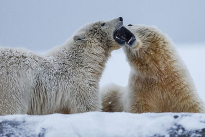 View of two sheep on snow covered landscape