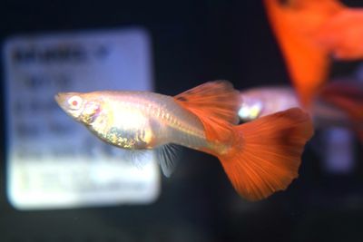 Close-up of fish swimming in sea