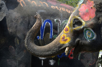 Close-up of decorated elephant