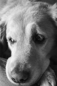 Close-up portrait of a dog