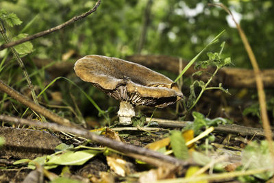 Close-up of mushroom