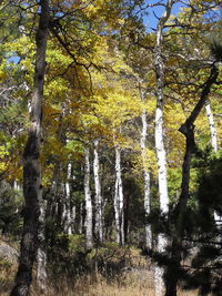 Low angle view of trees in forest