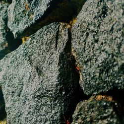 Close-up of lichen on rock