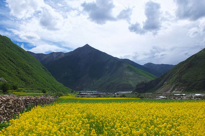 Scenic view of oilseed rape field against sky