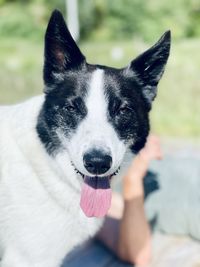 Close-up portrait of dog