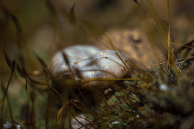 Close-up of spider on field