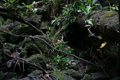 Flowering plants by trees in forest