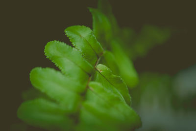 Close-up of fresh green plant