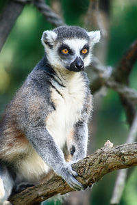 Close-up of a monkey on branch