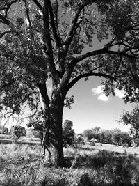 Trees on landscape against sky