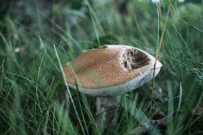 Close-up of mushroom growing on field