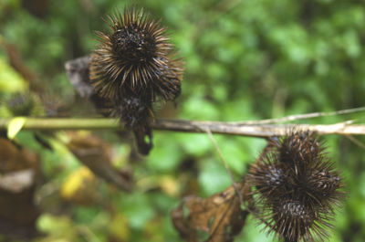 Close-up of thistle
