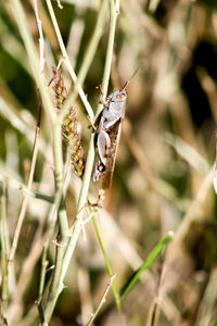 Close-up of butterfly on plant